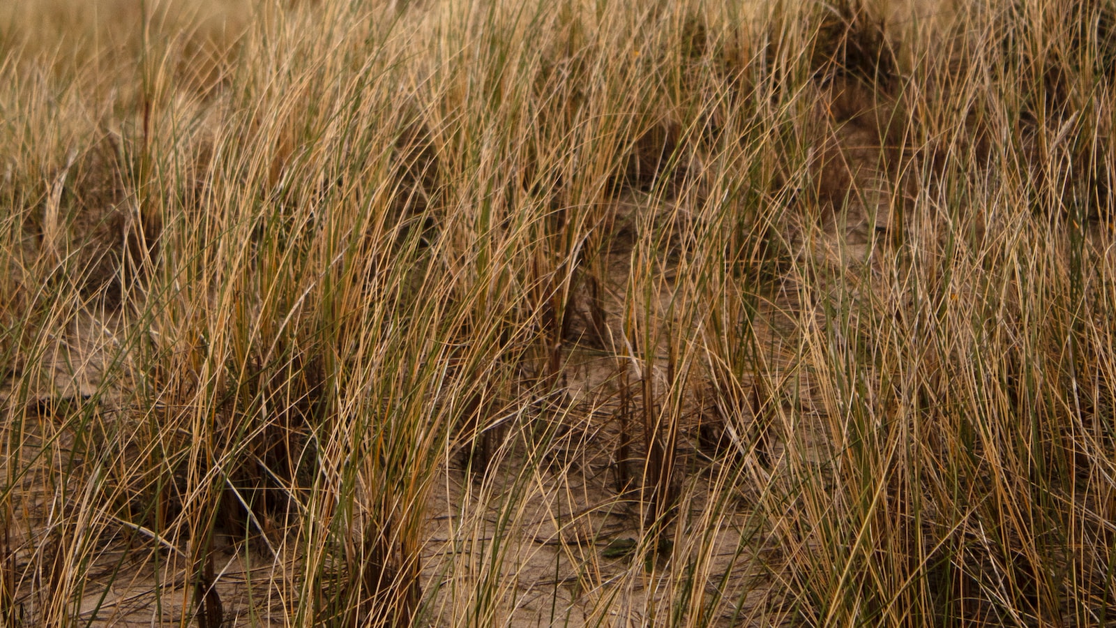 The Vast Potential Unveiled: Amplifying Masculine Vitality