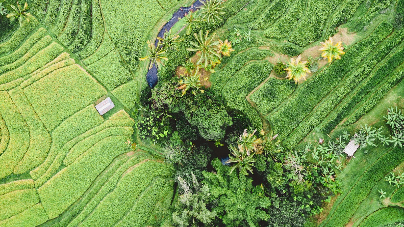 Bustling Bulge: A Peek into the Peculiarities of the Protuberance