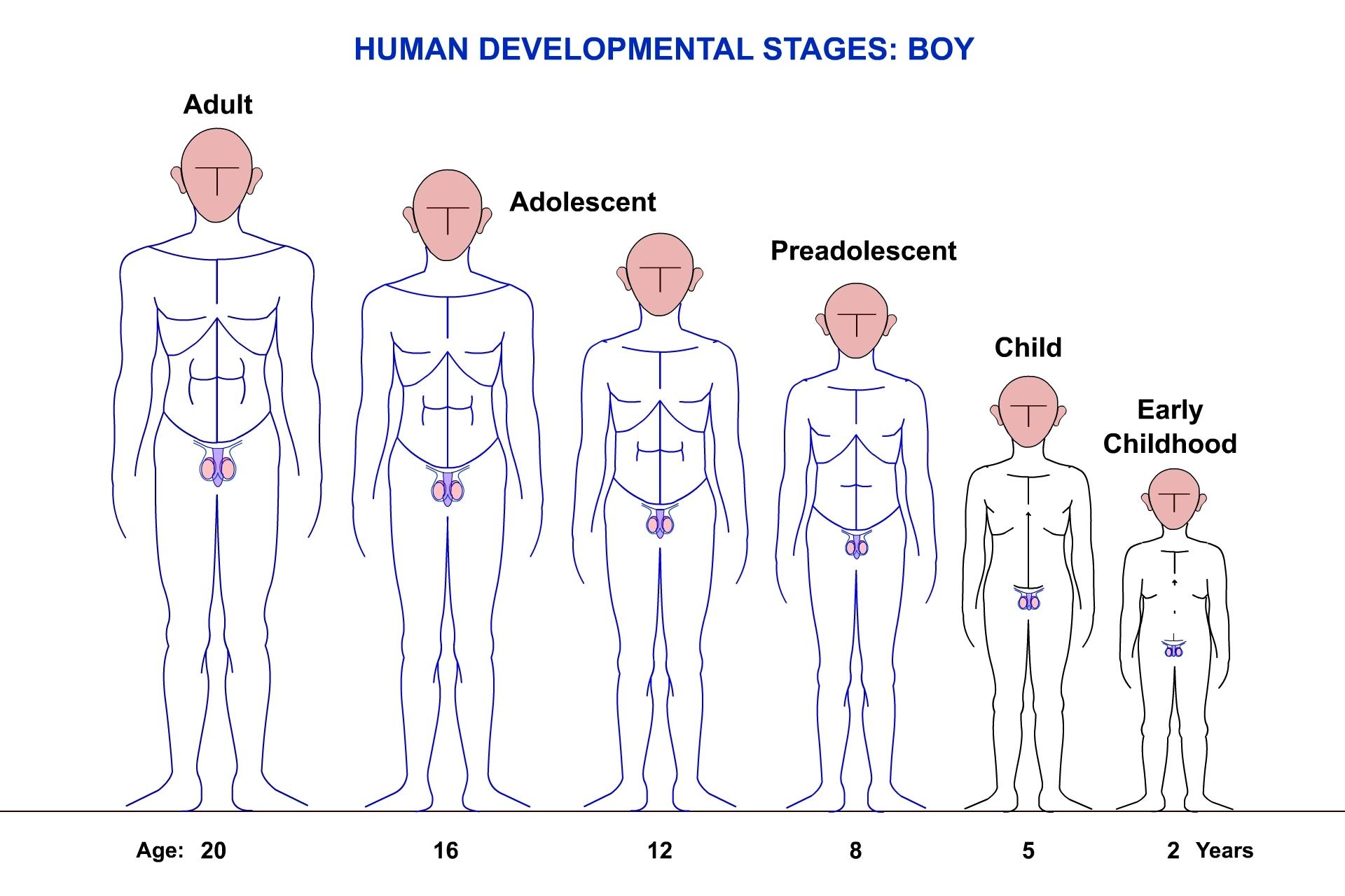 2. Exploring Natural and Scientific Boosters: Unveiling the Key Ingredients for Male Potency
