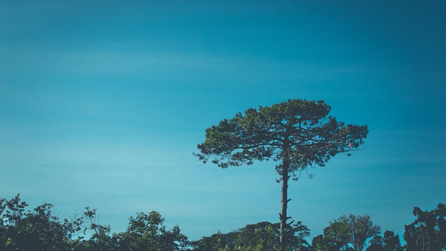 The Curious Case of Bulge: Mysterious Extremities Reshaping Our World