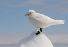 Soundscapes on Demand: Groove to Your Favorite Tunes with Hassle-free Downloads! Soundscapes on Demand: Groove to Your Favorite Tunes with Hassle-free Downloads!